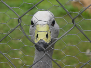 FOTO: Vstup za korunu, nebo komentovaná krmení zvířat. Prázdniny lákají do zoo