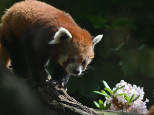 FOTO: Vstup za korunu, nebo komentovaná krmení zvířat. Prázdniny lákají do zoo