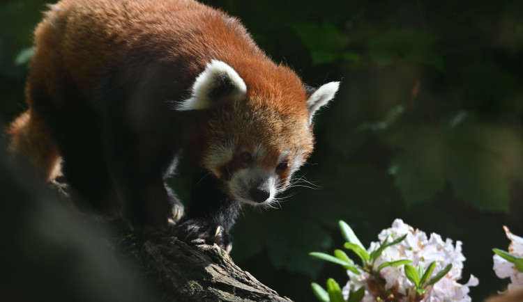 FOTO: Vstup za korunu, nebo komentovaná krmení zvířat. Prázdniny lákají do zoo. Foto: Marie Buláková