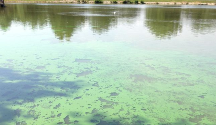 Je voda vhodná ke koupání? Naučte se rozpoznat nebezpečné sinice