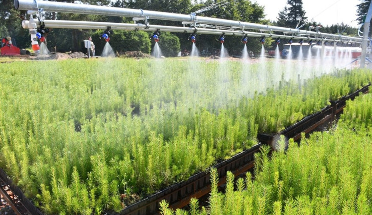 V lesní školce využívají speciální systém závlahy, stromy jsou pak odolnější