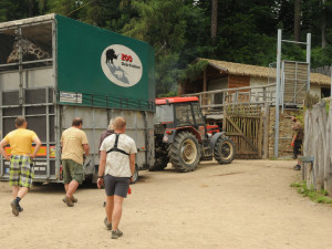 Jihlavská zoo je bez žiraf. Čeká na příjezd samců z jiných zoologických zahrad