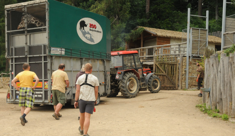 Jihlavská zoo je bez žiraf. Čeká na příjezd samců z jiných zoologických zahrad. Foto: Se svolením Zoo Jihlava