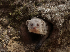 Jihlavská zoo měla v prvním pololetí lepší návštěvnost než loni, míří za rekordem
