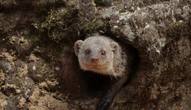 Mangusta žíhaná, staronový obyvatel Zoo Jihlava. Foto: Se svolením Zoo Jihlava