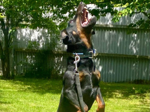 HLEDÁME PÁNÍČKA XVII.: Temperamentní Tery bude vyžadovat trpělivost a pevné vedení