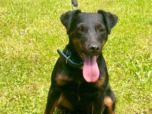 HLEDÁME PÁNÍČKA XVII.: Temperamentní Tery bude vyžadovat trpělivost a pevné vedení