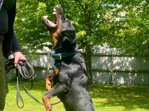 HLEDÁME PÁNÍČKA XVII.: Temperamentní Tery bude vyžadovat trpělivost a pevné vedení