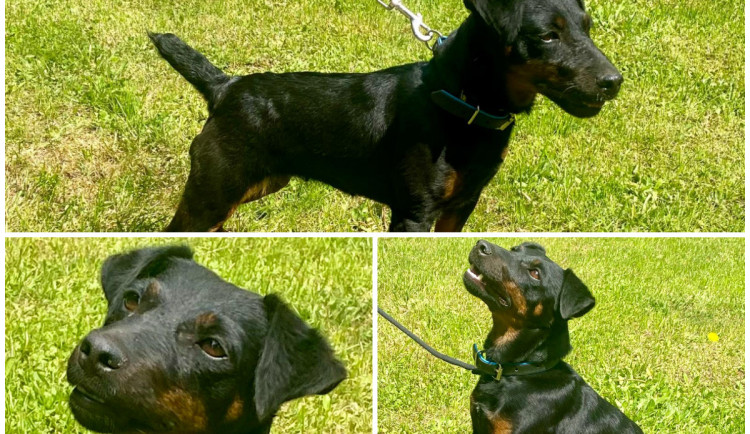 Temperamentní Tery bude vyžadovat trpělivost a pevné vedení