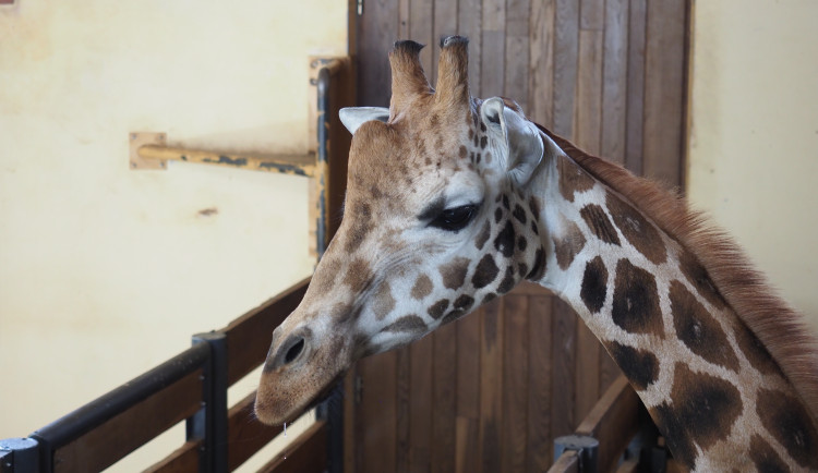 VIDEO: Zoo Jihlava nebyla bez žiraf dlouho. Přijel sedmiletý samec žirafy núbijské