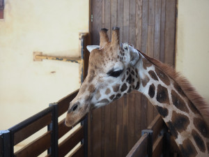 VIDEO: Zoo Jihlava nebyla bez žiraf dlouho. Přijel sedmiletý samec žirafy núbijské