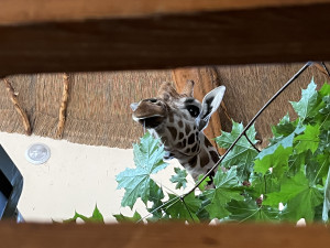 VIDEO: Zoo Jihlava nebyla bez žiraf dlouho. Přijel sedmiletý samec žirafy núbijské