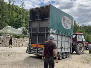 VIDEO: Zoo Jihlava nebyla bez žiraf dlouho. Přijel sedmiletý samec žirafy núbijské