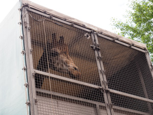 VIDEO: Zoo Jihlava nebyla bez žiraf dlouho. Přijel sedmiletý samec žirafy núbijské