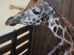VIDEO: Zoo Jihlava nebyla bez žiraf dlouho. Přijel sedmiletý samec žirafy núbijské