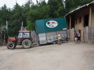 VIDEO: Zoo Jihlava nebyla bez žiraf dlouho. Přijel sedmiletý samec žirafy núbijské
