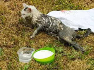 Kočka v Polné nepřežila průstřel do páteře. Podáme trestní oznámení, říká spolek