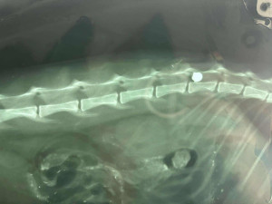 Kočka v Polné nepřežila průstřel do páteře. Podáme trestní oznámení, říká spolek