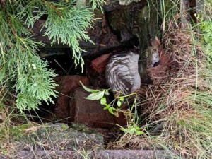 Kočka v Polné nepřežila průstřel do páteře. Podáme trestní oznámení, říká spolek