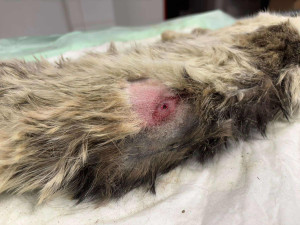 Kočka v Polné nepřežila průstřel do páteře. Podáme trestní oznámení, říká spolek