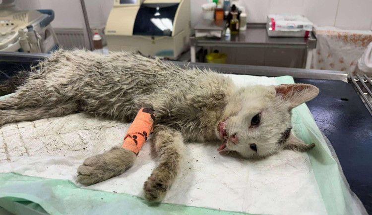 Kočka v Polné nepřežila průstřel do páteře. Podáme trestní oznámení, říká spolek