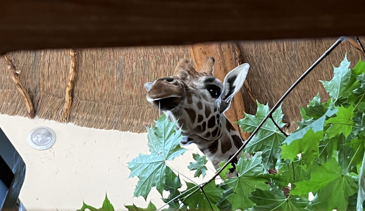 Jihlavská zoo dostala druhou ze tři očekávaných žiraf, přivezli ji z Liberce
