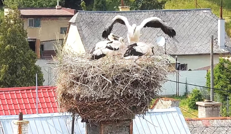 VIDEO: Život čápat z Moravského Berouna visel na vlásku. Ptačí sirotci už baští kvanta kuřat a myší