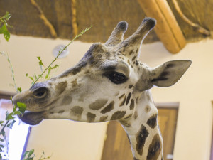 Do jihlavské zoologické zahrady přijeli tři žirafí samci. Cestovali v předklonu