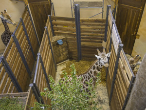 Do jihlavské zoologické zahrady přijely tři žirafy. Cestovaly v předklonu