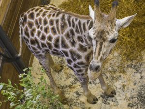 Do jihlavské zoologické zahrady přijely tři žirafy. Cestovaly v předklonu
