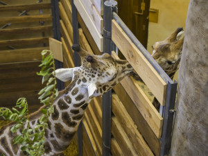 Do jihlavské zoologické zahrady přijely tři žirafy. Cestovaly v předklonu