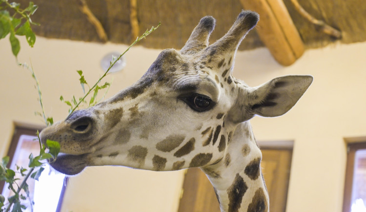 Do jihlavské zoologické zahrady přijely tři žirafy. Cestovaly v předklonu. Foto: Se svolením Zoo Jihlava