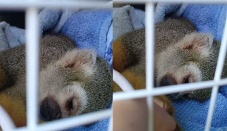 Návštěvník krmil opičku čokoládovou tyčinkou. Zoo hledá svědky