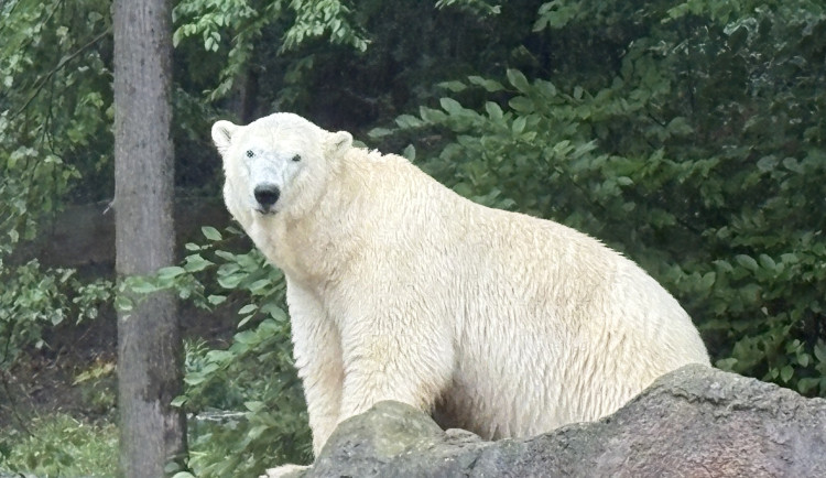 Z betonové klece do zeleně. Lední medvědice Cora má nový výběh a dvě kamarádky