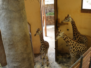 VIDEO: Žirafí samci se seznamují. Zoo Jihlava prosí návštěvníky o trpělivost
