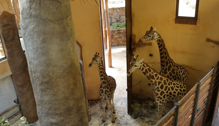 Žirafí samci se seznamují. Zoo Jihlava prosí návštěvníky o trpělivost