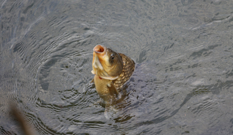Letní úhyny ryb budou stále častější. Můžeme za to všichni, míní vědci z Brna