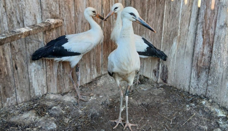 Osiřelá čápata z Moravského Berouna v záchranné stanici zesílila, brzy vyrazí na dlouhou pouť