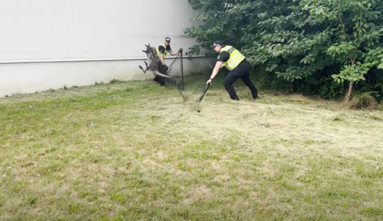 VIDEO: Klokana odchytili v ulicích Třebíče. Z jihlavského útulku už je zpět doma. Foto: Se svolením MP Třebíč