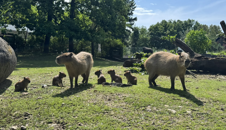 Brněnská zoo slaví kapybaří přírůstky. Ve výběhu řádí hned šest mláďat
