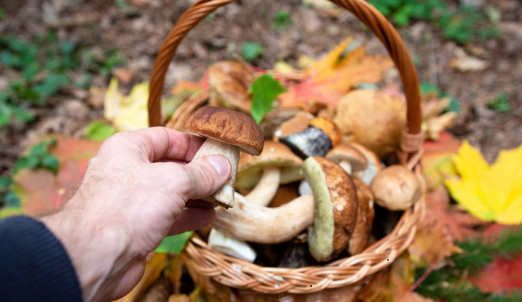MAPA: Propršené dny pomohly, rostou. Kam v hradeckém kraji vyrazit na houby?