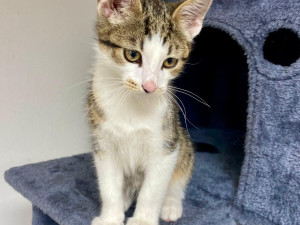 HLEDÁME PÁNÍČKA XVIII.: Mazlivý fešák Coffee miluje hračky. Byl nalezený na ulici