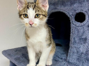 HLEDÁME PÁNÍČKA XVIII.: Mazlivý fešák Coffee miluje hračky. Byl nalezený na ulici