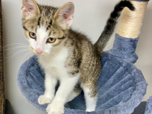 HLEDÁME PÁNÍČKA XVIII.: Mazlivý fešák Coffee miluje hračky. Byl nalezený na ulici