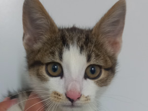 HLEDÁME PÁNÍČKA XVIII.: Mazlivý fešák Coffee miluje hračky. Byl nalezený na ulici