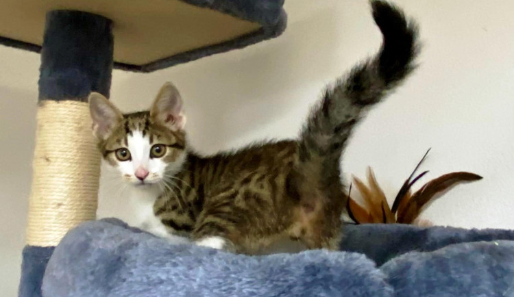 Mazlivý fešák Coffee miluje hračky. Byl nalezený na ulici