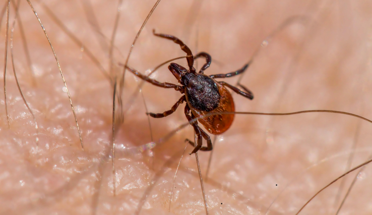 Klíšťata mají pré. Případů lymeské borreliózy na jihu Moravy raketově přibývá