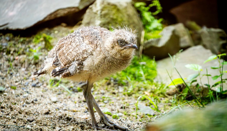 V Zoo Ostrava se vylíhlo mládě seriemy rudozobé. Lidem slouží jako opeřený alarm