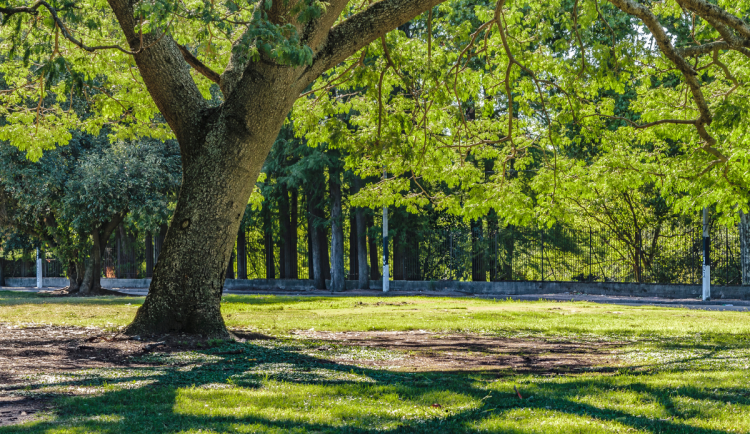 Hradec Králové by mohl mít sady Františky Plamínkové. Vzniknout mají kousek od Benešovky