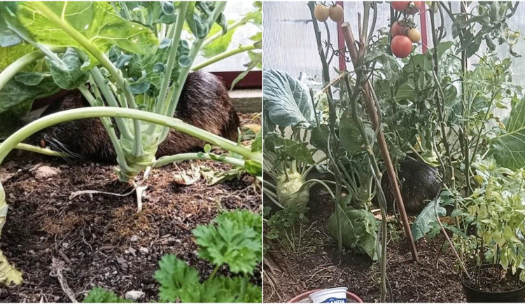 Seniorku vyděsil vetřelec ve skleníku, strážníci ho lapili odchytovým hákem